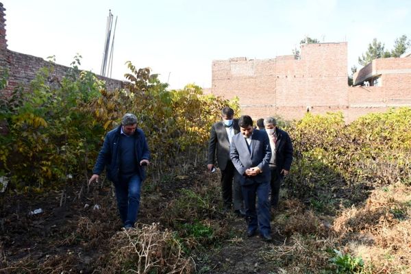 تکثیر ۸ ژنوتیپ آپومیکس درخت گردو با قابلیت باردهی مجدد پس از سرمازدگی بهاره در آذرشهر