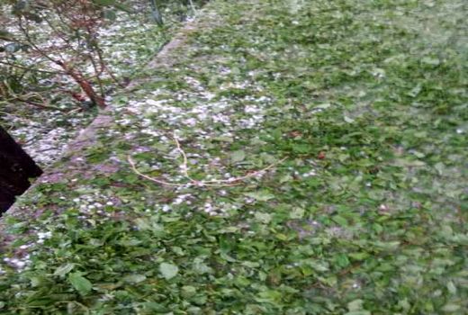 تگرگ در گلزار بردسیر خسارت به بارآورد