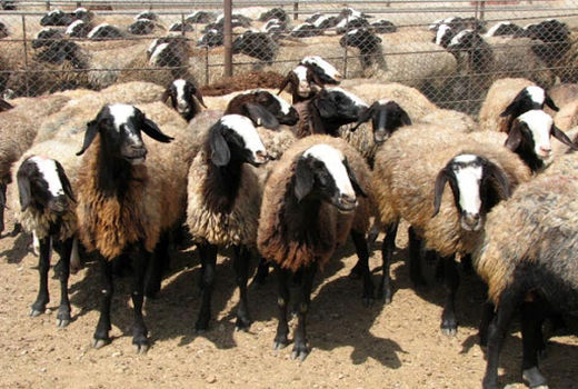 میدان دام دیواندره با دستور قضایی پلمب شد