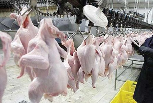 افزایش 55 درصدی گوشت مرغ در کشتارگاه های رسمی کشور 