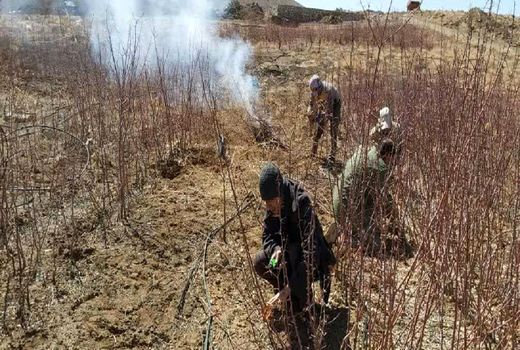 معدوم سازی نهال‌های آلوده در سامان