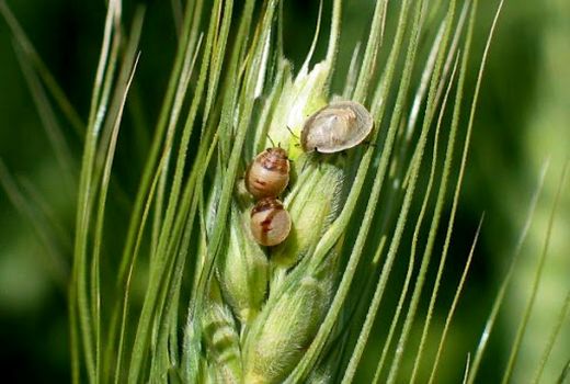 سم پاشی سالانه بیش از یک و نیم میلیون هکتار مزرعه گندم و جو برای مهار آفت سن زدگی