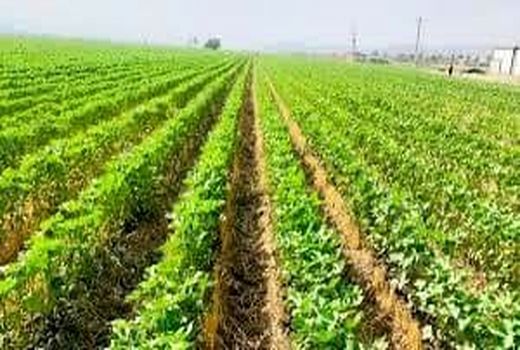 پایان کاشت طلای سفید در فارس