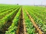 پایان کاشت طلای سفید در فارس