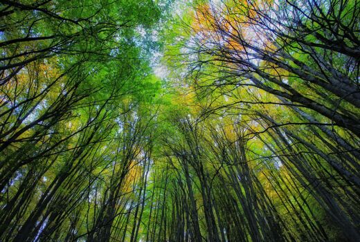 ۳۰۰ عکس برای «ثبت جهانی جنگل های هیرکانی»