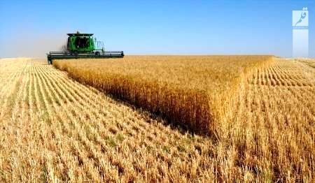اجرای طرح جهش تولید در دیم زارهای کردستان