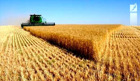 اجرای طرح جهش تولید در دیم زار‌های کردستان