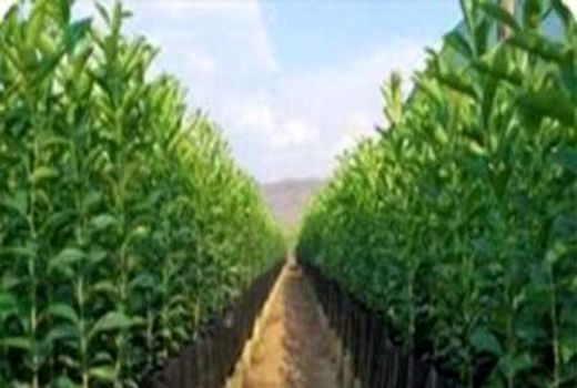 توزیع نهال در آباده ساماندهی می‌شود 