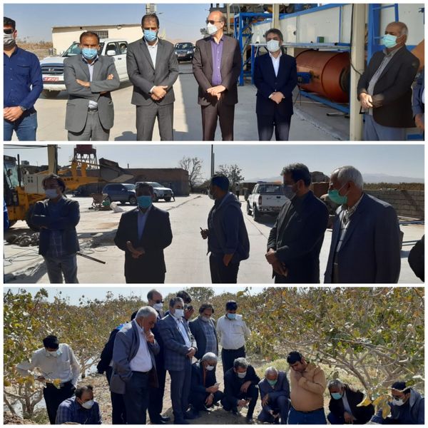 بازدید رئیس انجمن پسته ایران از باغات پسته فردوس