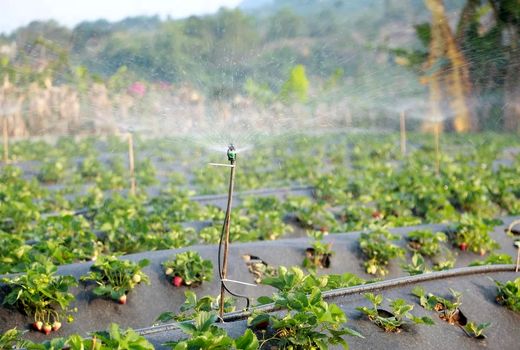 مدل ایرانی برای پس‌انداز واقعی آب در کشاورزی