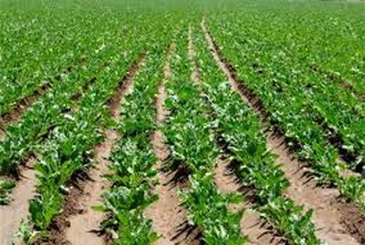 تاکنون دو هزار و 16 هکتار چغندر در مزارع خراسان شمالی کشت شد 