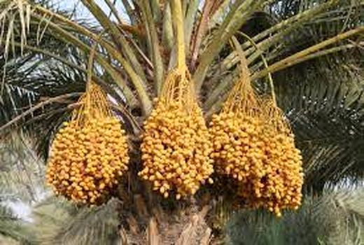 آغاز برداشت خارک و رطب از نخیلات خوزستان