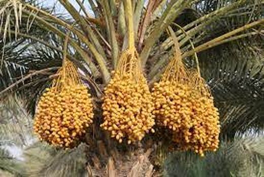 آغاز برداشت خارک و رطب از نخیلات خوزستان