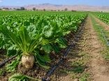 خوداتکایی شکر از ۸۰ درصد گذشت/ سیاست‌گذاری و خشکسالی مانع پایداری تولید