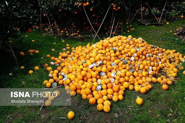 بی‌کیفیتی بزرگ‌ترین چالش میوه‌های پاییزی