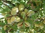 پیش‌بینی تولید یک‌هزار تن بادام در شهرستان استهبان