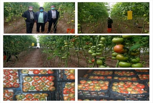 آغاز برداشت محصولات از گلخانه‌های ارسنجان 