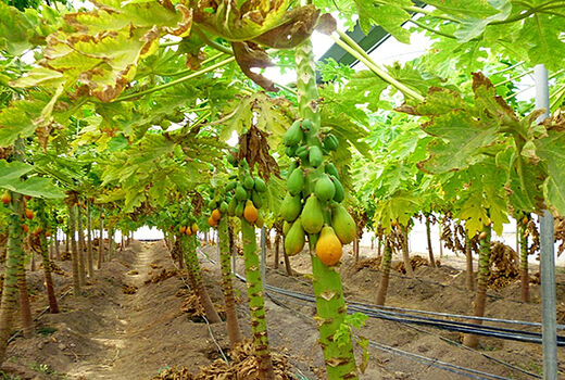 بوشهر قابلیت کشت میوه‌های گرمسیری را دارد