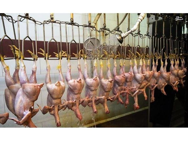 تولید 26 هزار تن گوشت مرغ در نکا