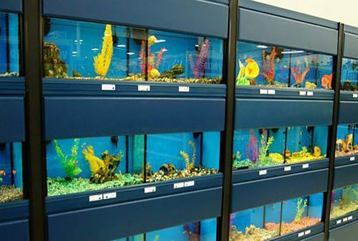 فعالیت پنج مزرعه تولید ماهی زینتی در خراسان شمالی 