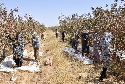 برداشت بیش از 24 هزار تن پسته از باغات این شهرستان