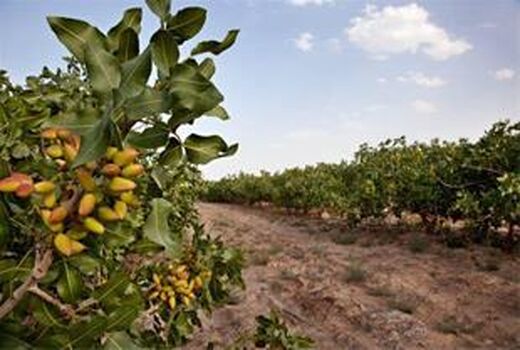 سرشاخه کاری 300 هکتار باغ پسته  در سطح شهرستان ساوه  