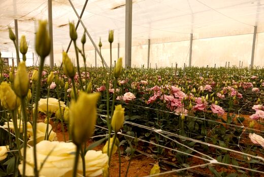 افتتاح 2 طرح گلخانه ای در بیضاء