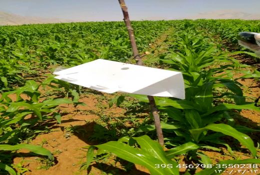 ردیابی آفت قرنطینه ای کرم برگخوار پاییزه در 30 هکتار از مزارع ذرت شهرستان اردل