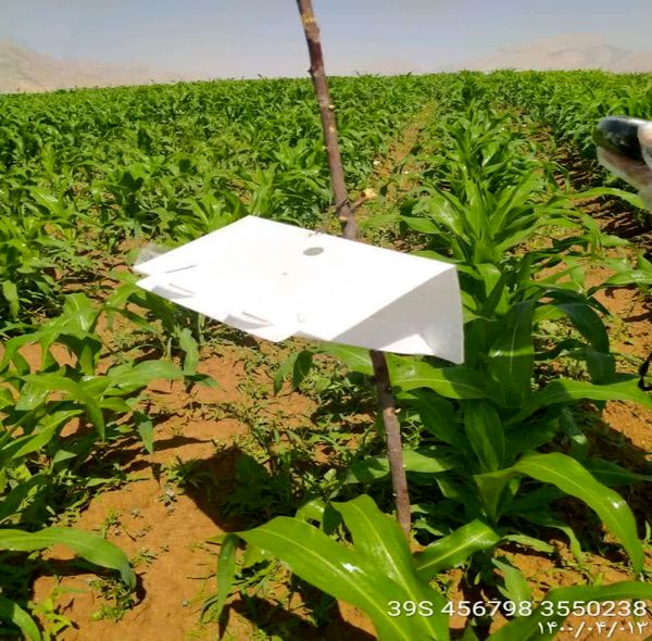 ردیابی آفت قرنطینه ای کرم برگخوار پاییزه در 30 هکتار از مزارع ذرت شهرستان اردل