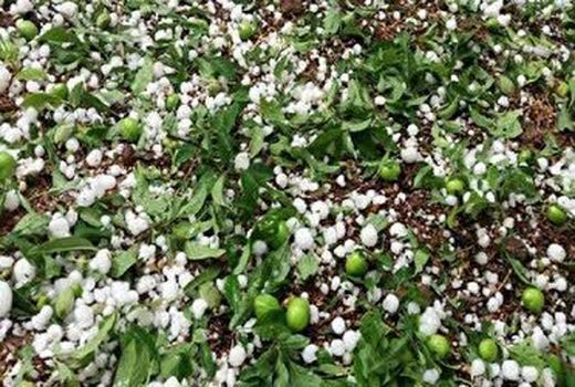 خسارت تگرگ به بیش از 100 هکتار از اراضی کشاورزی چایپاره
