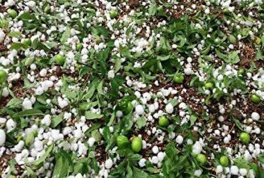 خسارت تگرگ به بیش از 100 هکتار از اراضی کشاورزی چایپاره