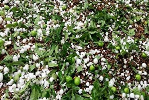 خسارت تگرگ به بیش از 100 هکتار از اراضی کشاورزی چایپاره