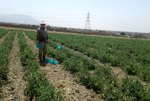 لزوم ارائه آموزش به کشاورزان برای تولید محصول ارگانیک و استاندارد