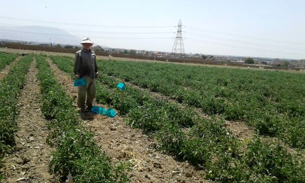 لزوم ارائه آموزش به کشاورزان برای تولید محصول ارگانیک و استاندارد
