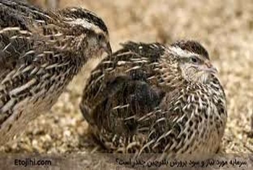 استان بوشهر پایلوت تولید و پرورش بلدرچین در کشور