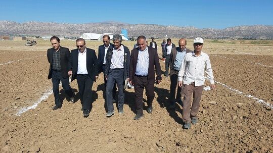 بازدید رئیس سازمان جهاد کشاورزی لرستان از طرح کاشت چغندر قند پائیزه در روستای حاجی مراد