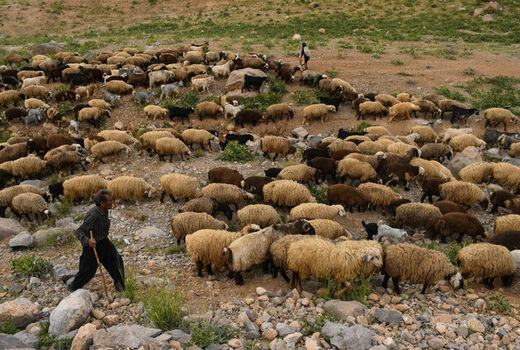 دستورالعمل نحوه اجرای حمایت از تولیدکنندگان دام روستایی ابلاغ شد