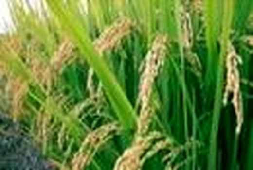 برداشت برنج در 880 هکتار مزارع کشت مجدد و رتون بابل/پیش بینی تولید 100 هزار تن