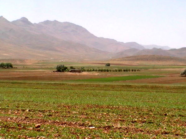 بیش از 186 هزار هکتار محصول گندم و جو در سال زراعی جاری در خراسان شمالی