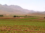 بیش از 186 هزار هکتار محصول گندم و جو در سال زراعی جاری در خراسان شمالی