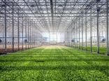 میانگین تولیدات گلخانه‌ای چهارمحال و بختیاری ۲۰ برابر تولیدات زراعی است