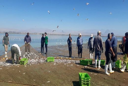 صید ماهی از منابع آبی آذربایجان غربی آغاز شد