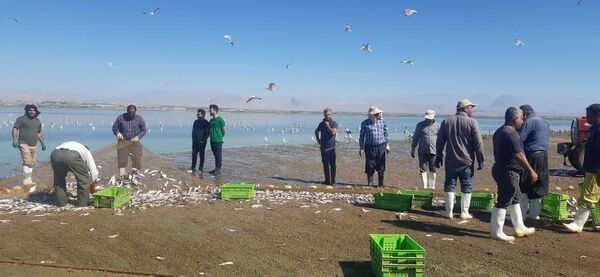 صید ماهی از منابع آبی آذربایجان غربی آغاز شد