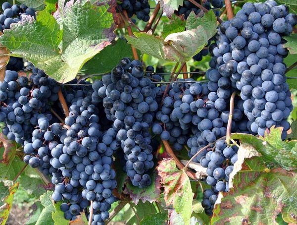 برداشت بیش از ۵۰ هزار تن انگور سیاه از تاکستان‌های سردشت