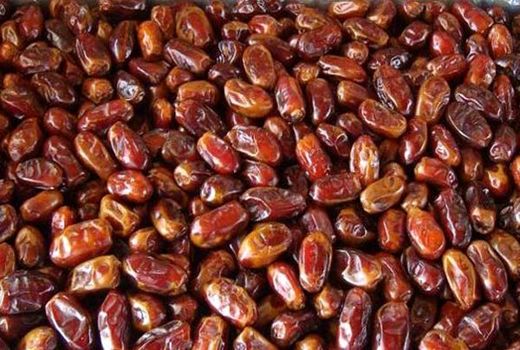  برداشت خرما از نخلستان های فسا آغاز شد 