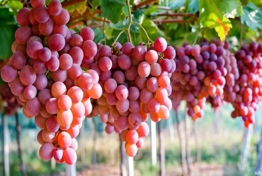 توسعه کشت گلخانه‌ای انگور؛ راهکاری برای افزایش بهره‌وری آب و کاهش خسارت‌های اقلیمی