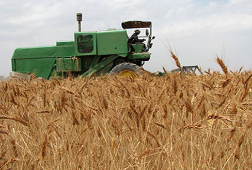 خرید ۳۰ هزار تن گندم از کشاورزان شهرستان البرز