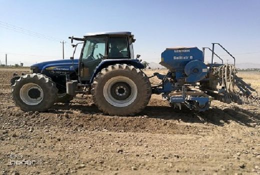 پیش‌بینی کشت بیش از هزار هکتار کلزا در مرودشت 