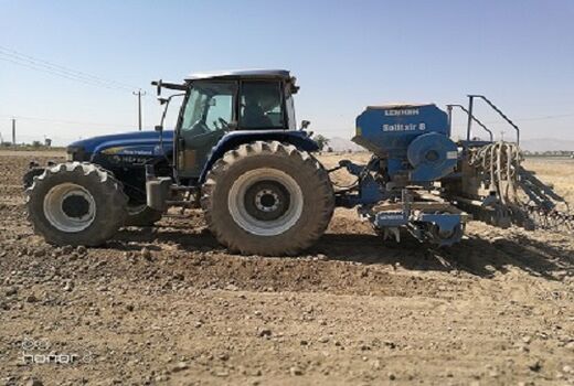 پیش‌بینی کشت بیش از هزار هکتار کلزا در مرودشت 