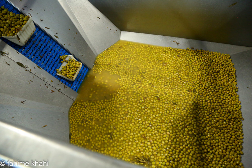 از لمس شاخه تا عصاره ی نور  